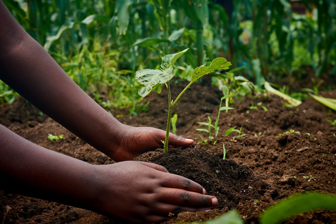 Hands nurturing a young plant in a garden, symbolizing growth and sustainability.