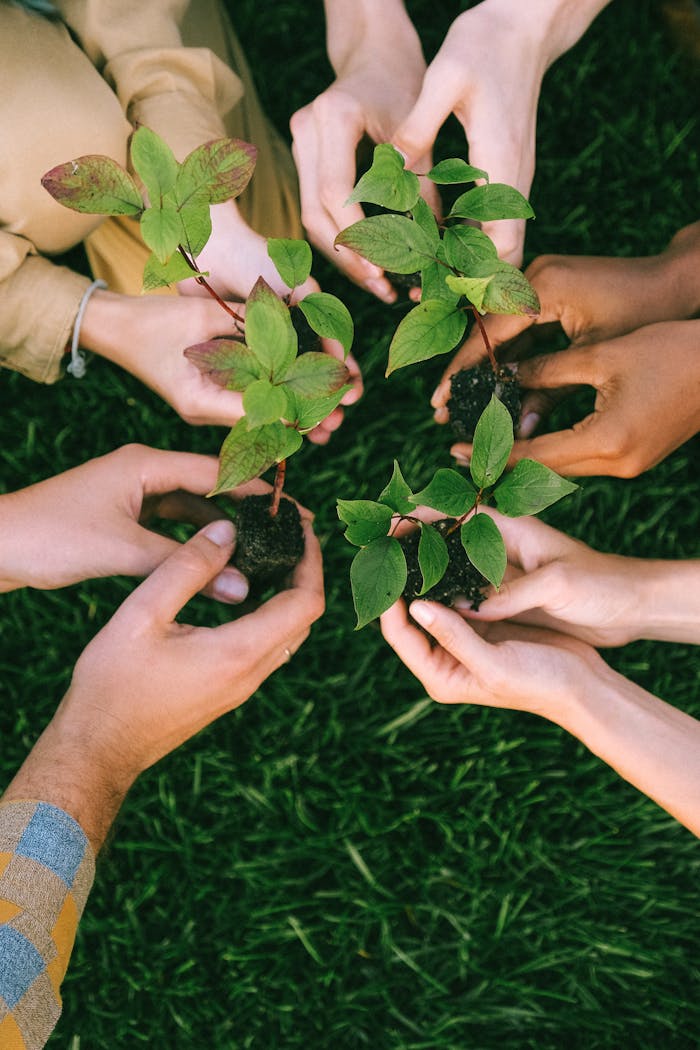 plant with impact